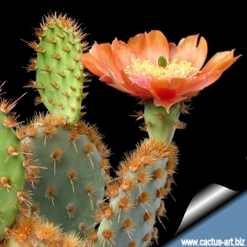 11601 cactus-art Cactus Art