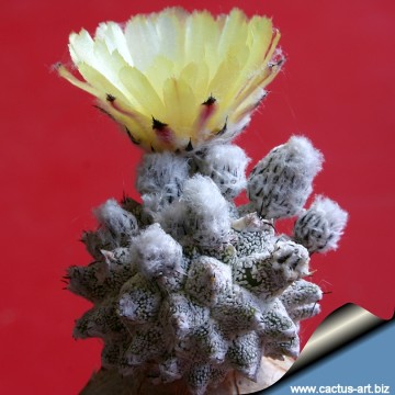 957 cactus-art Cactus Art