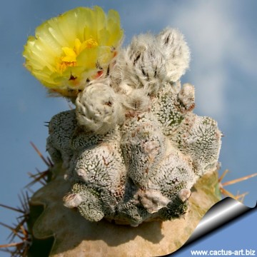 959 cactus-art Cactus Art