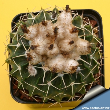 11631 cactus-art Cactus Art