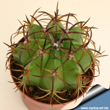 11845 cactus-art Cactus Art