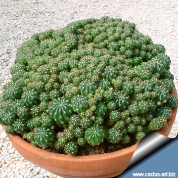 11882 cactus-art Cactus Art