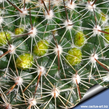 12135 cactus-art Cactus Art