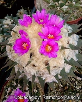 27931 RapCactus Raimondo Paladini