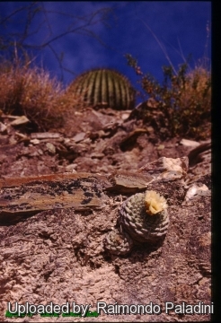 27084 RapCactus Raimondo Paladini