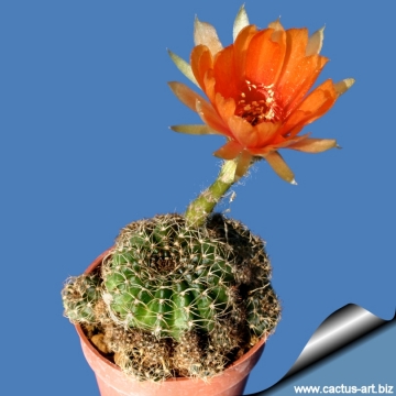 12513 cactus-art Cactus Art