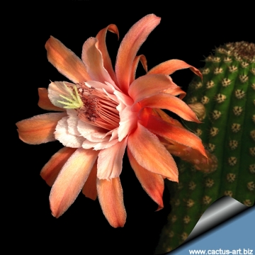 12881 cactus-art Cactus Art