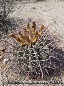 29960 RapCactus Raimondo Paladini