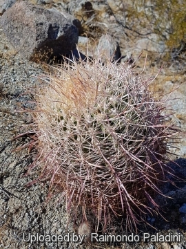 30124 RapCactus Raimondo Paladini