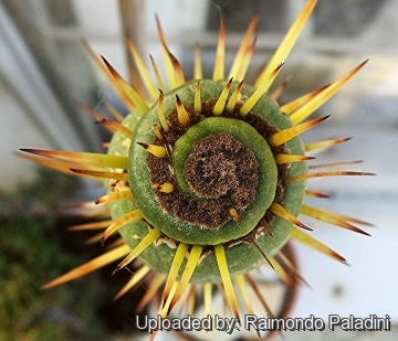 27089 RapCactus Raimondo Paladini