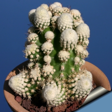 14256 cactus-art Cactus Art