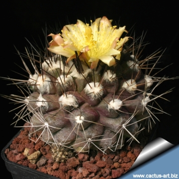 14686 cactus-art Cactus Art