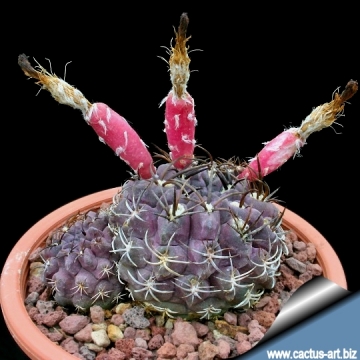 13567 cactus-art Cactus Art