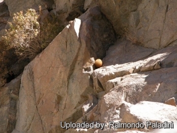 27035 RapCactus Raimondo Paladini