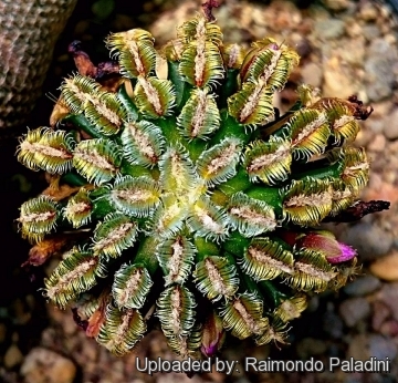 27733 RapCactus Raimondo Paladini