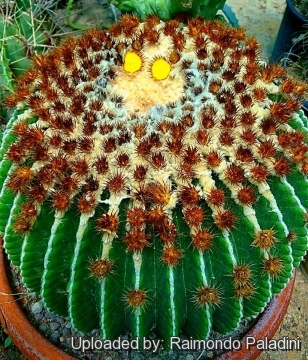 27724 RapCactus Raimondo Paladini