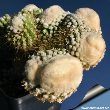 14455 cactus-art Cactus Art