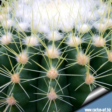 4890 cactus-art Cactus Art