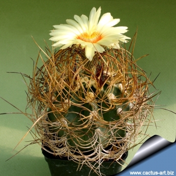 14984 cactus-art Cactus Art