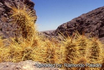 28240 RapCactus Raimondo Paladini