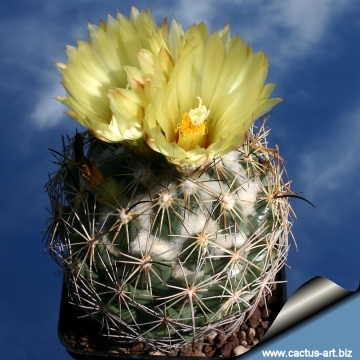 14648 cactus-art Cactus Art