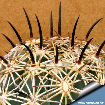 14653 cactus-art Cactus Art