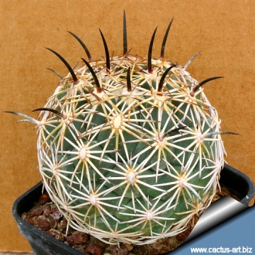 14647 cactus-art Cactus Art