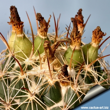 14593 cactus-art Cactus Art