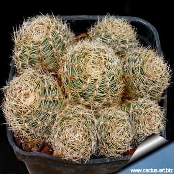 11233 cactus-art Cactus Art