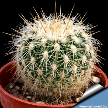 13957 cactus-art Cactus Art