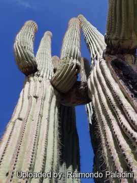 29961 RapCactus Raimondo Paladini