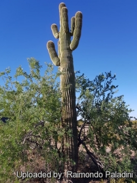 29940 RapCactus Raimondo Paladini