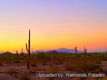 30163 RapCactus Raimondo Paladini