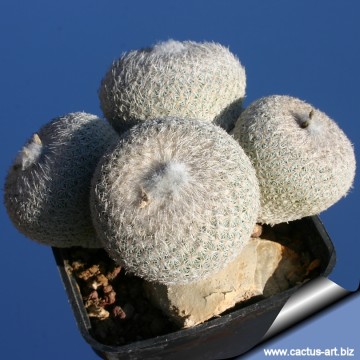 1633 cactus-art Cactus Art