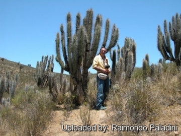 27039 RapCactus Raimondo Paladini