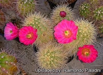 26910 RapCactus Raimondo Paladini