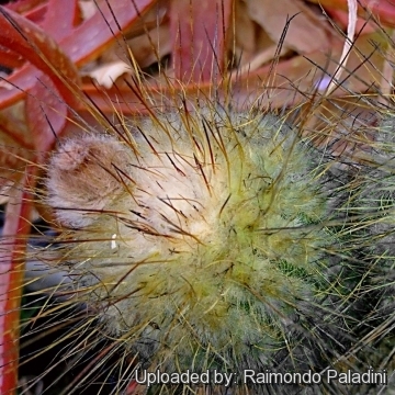 27201 RapCactus Raimondo Paladini