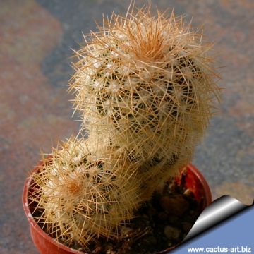 14389 cactus-art Cactus Art