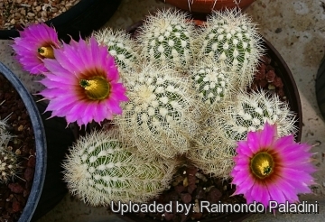 26907 RapCactus Raimondo Paladini