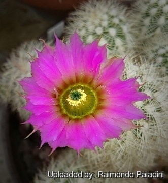 26908 RapCactus Raimondo Paladini