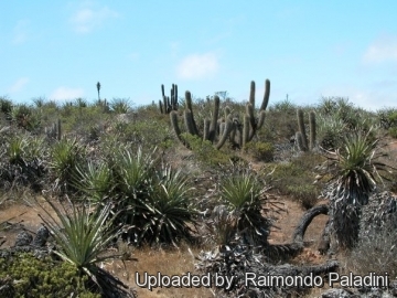 27028 RapCactus Raimondo Paladini