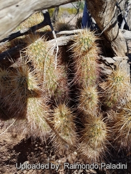 29941 RapCactus Raimondo Paladini