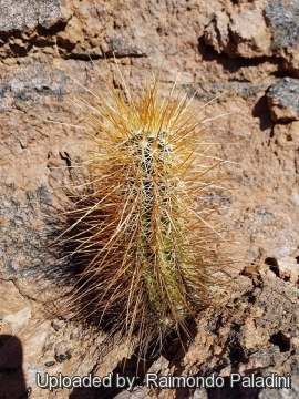 29942 RapCactus Raimondo Paladini