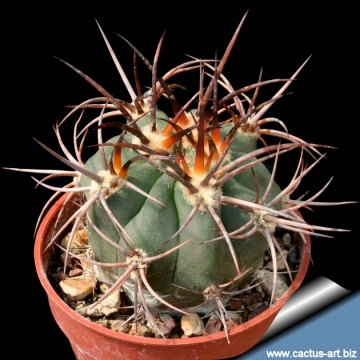 14555 cactus-art Cactus Art