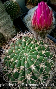 27476 RapCactus Raimondo Paladini