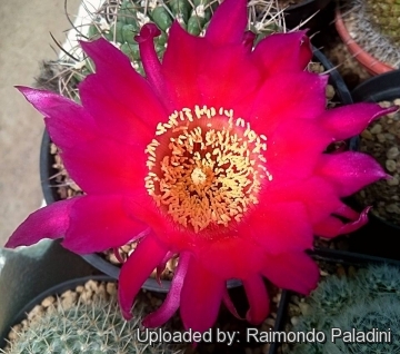 27479 RapCactus Raimondo Paladini