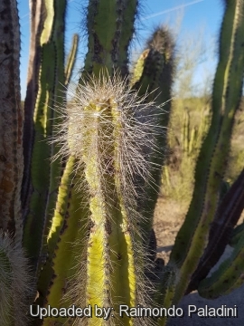 29928 RapCactus Raimondo Paladini