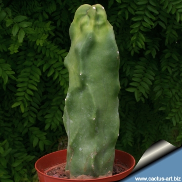 12325 cactus-art Cactus Art