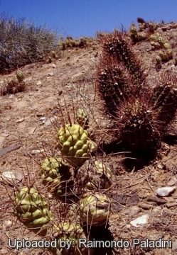 27133 RapCactus Raimondo Paladini