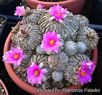 26933 RapCactus Raimondo Paladini